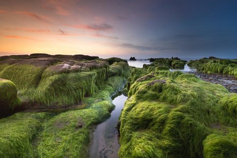 林间苔藓溪流清丽风光