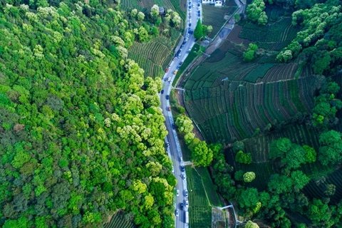 绿色茶园风景图片