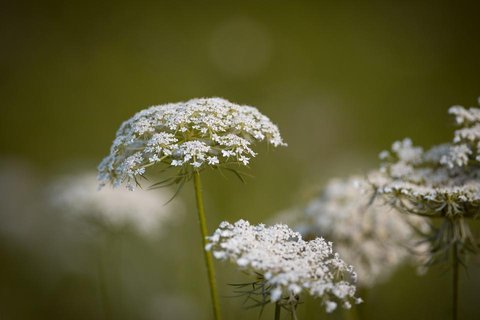 蕾丝花（野胡萝卜花）电脑壁纸