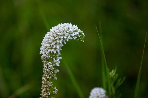 路边的野花花卉桌面壁纸