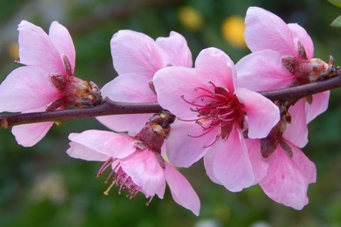 高清的桃花图片大图