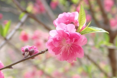 桃花烂漫桌面壁纸图片