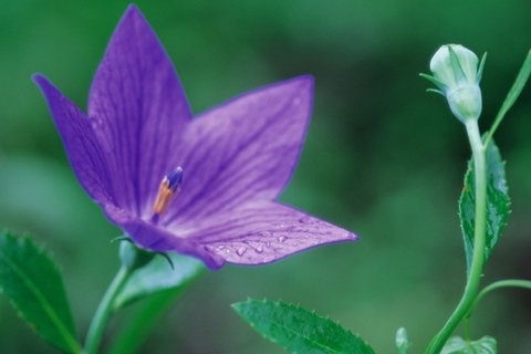 好看的野花图片大全