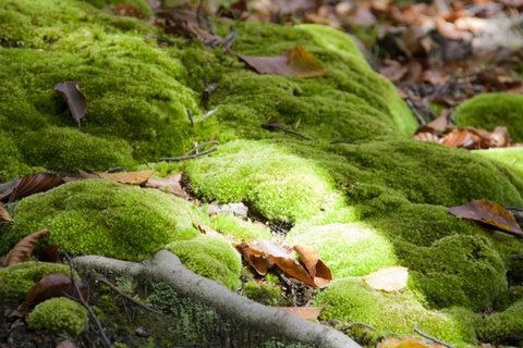 苔藓花卉桌面壁纸大全