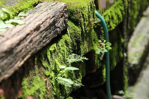 绿色苔藓植物图片