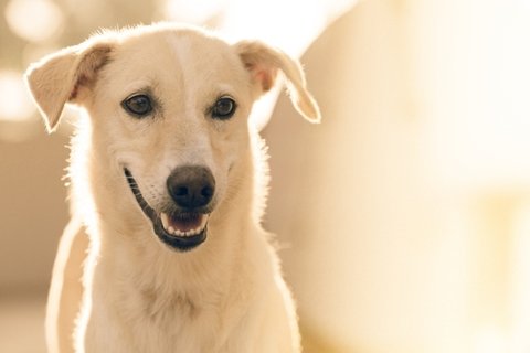 拉布拉多猎犬高清图片