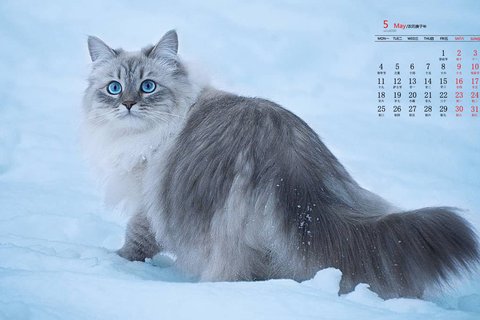 2020年5月雪地上的猫咪高清日历壁纸