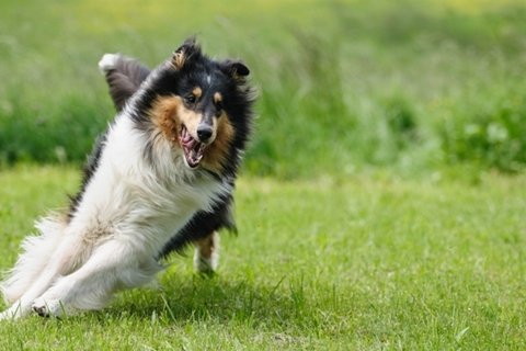 苏牧犬动物桌面壁纸大全