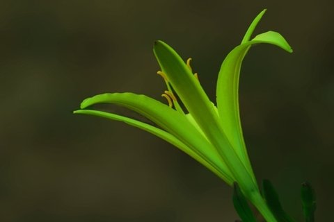 黄花菜花卉桌面壁纸