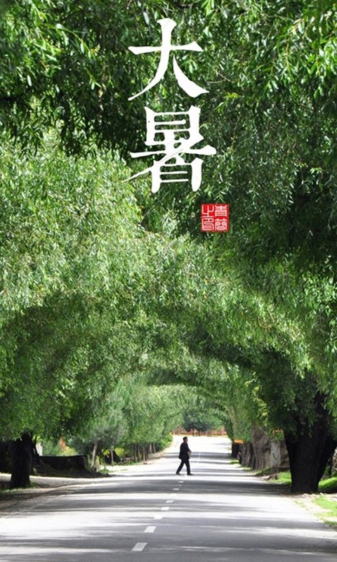 大暑树荫大路背景