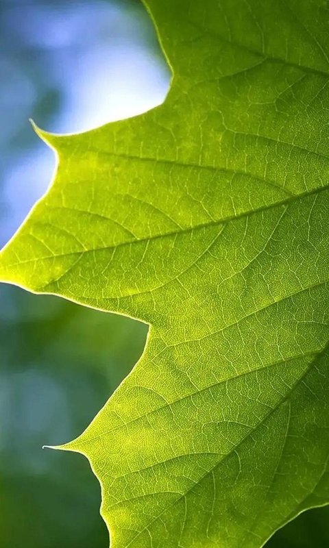 清新的绿叶植物手机壁纸