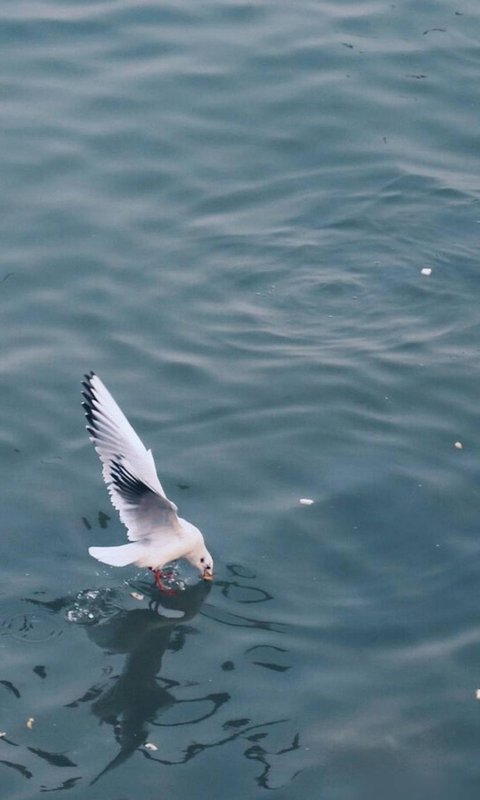 飞过一片时间海