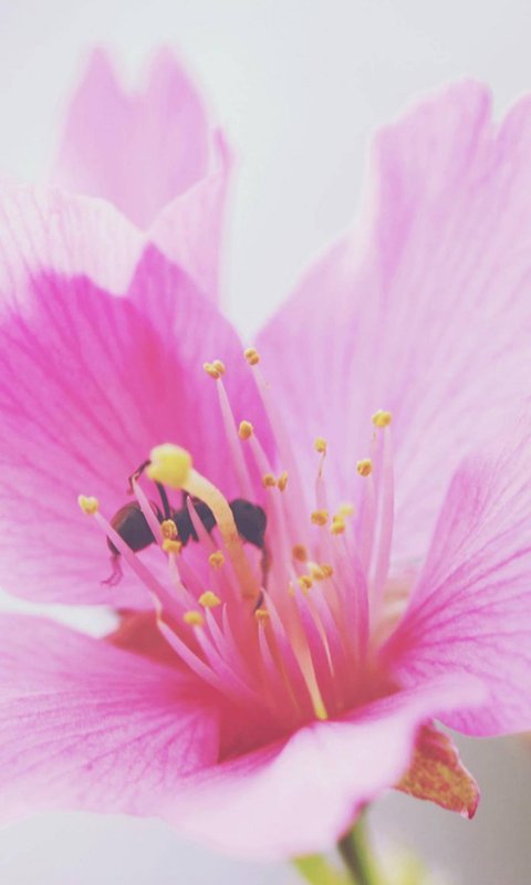 浪漫粉色樱花