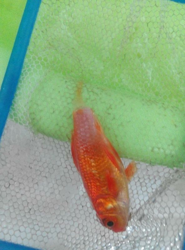 锦鲤烂尾巴是怎么回事!