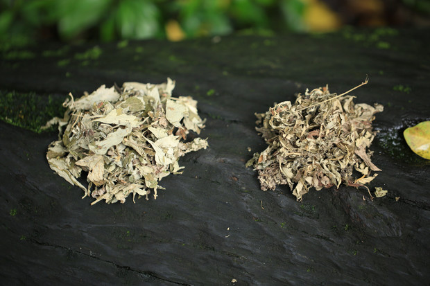 坐月子可以用艾叶洗澡吗