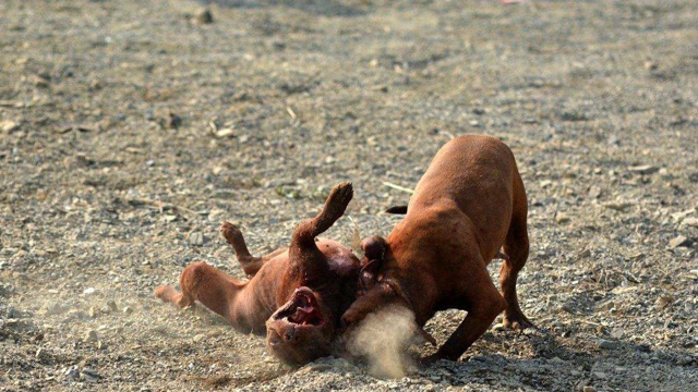 贵州雷山 b>斗猪 /b>,猪越斗越猛,猪打急眼了是什么样子?