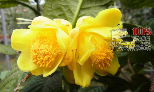 毛瓣金花茶独有特征!以后开花就是这样的哦.