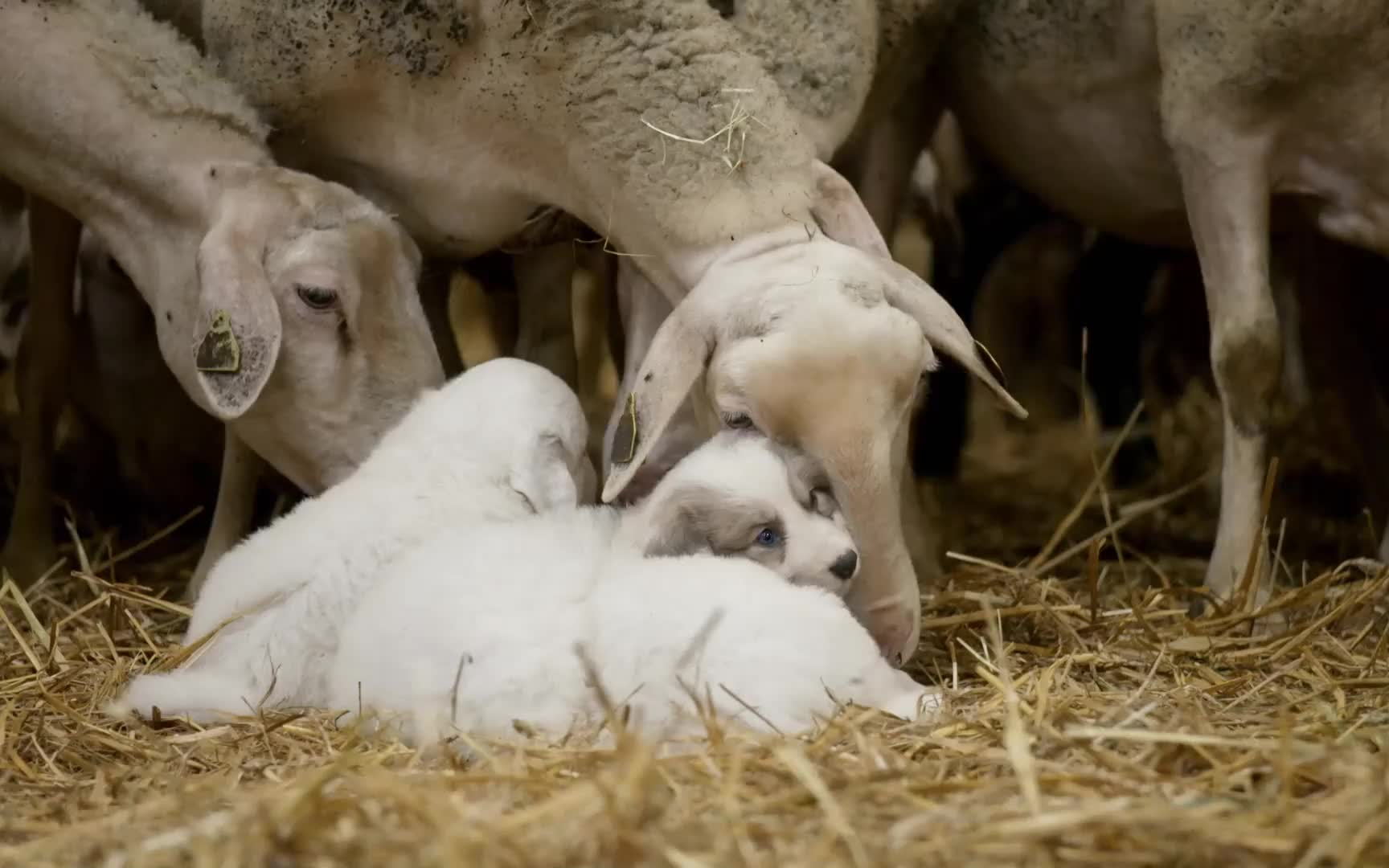 [图]科普启蒙 小朋友解说的动物纪录片 假如我是动物 If I Were an Animal