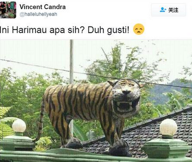 印尼笑面虎为什么会火了?