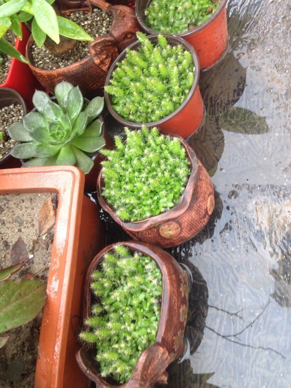 这几天用火龙果、石榴种子在室内种植盆栽能成