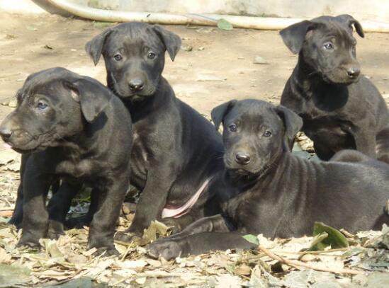 如何給黑狼犬洗澡要注意什麼事項 黑狼犬幼犬的餵養方法?