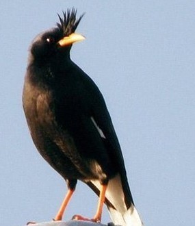 八哥生活习惯有哪些