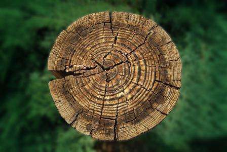 树的年轮的形成和下列哪项条件有直接关系