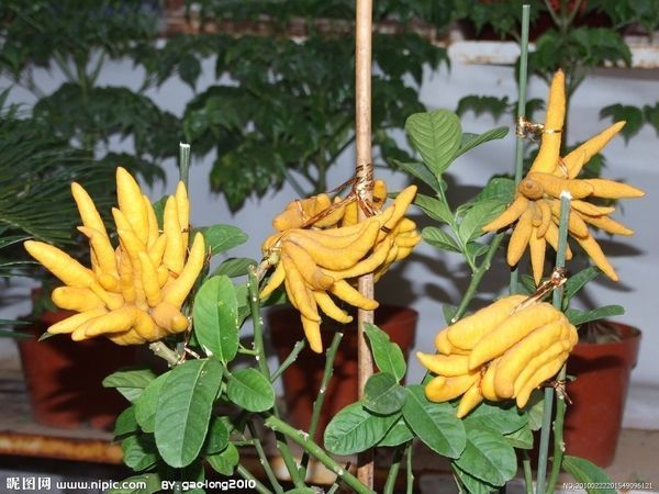佛手花的图片