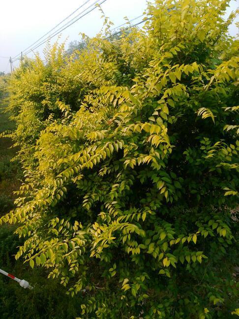 近几年,北京郊区成片种植着这种树,金黄色的叶子,很漂亮,就是不知道叫