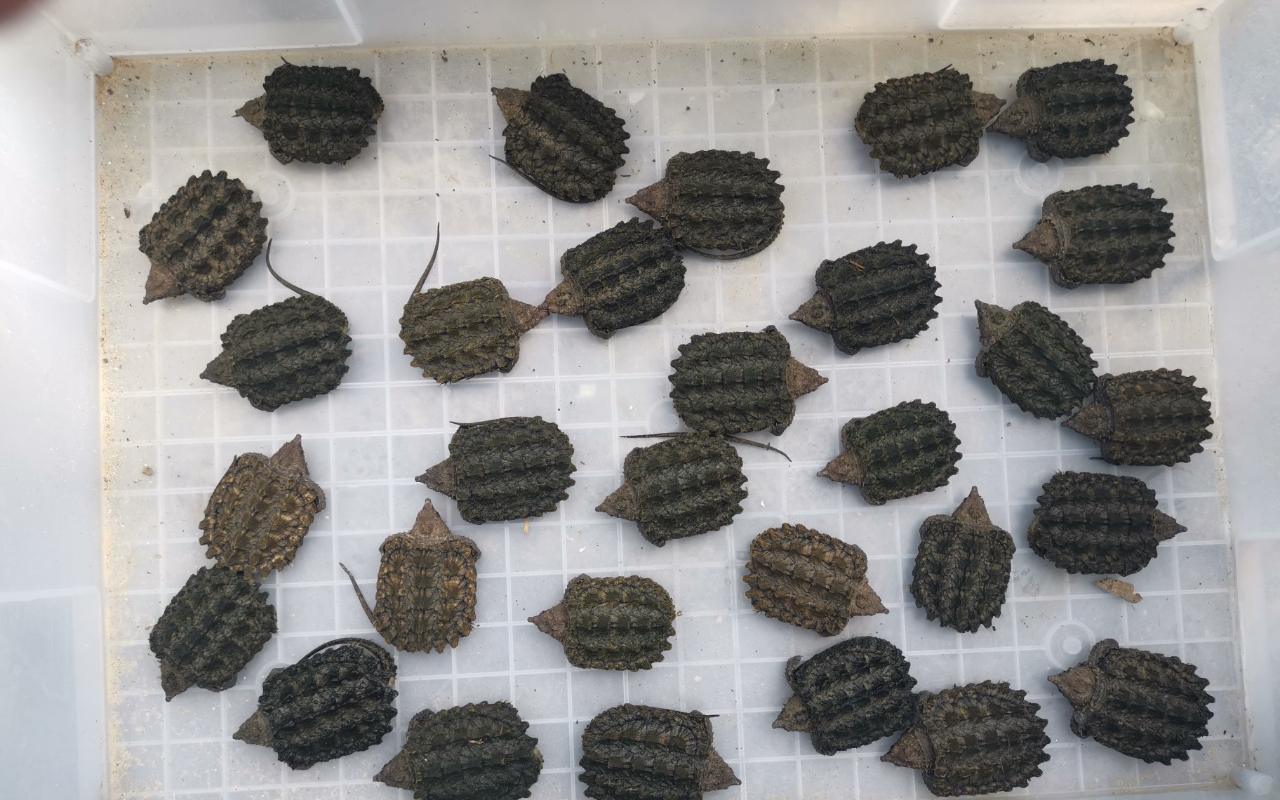【大鳄龟开箱】30只大鳄龟开箱视频
