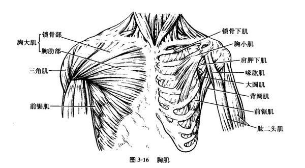 胸大肌分为哪两部分?背阔肌分为哪两部分?腹