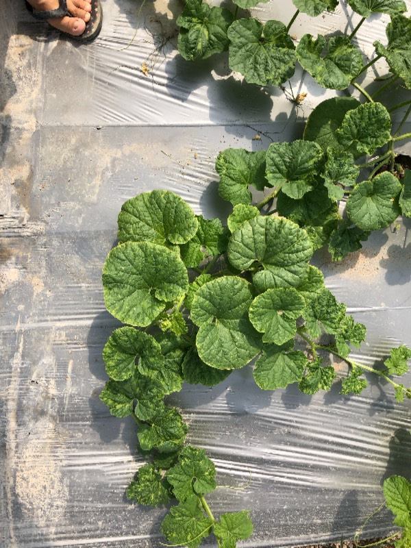 哈密瓜叶子这样是怎么回事,有很多这样的,是幼苗的时候叶子就这样的