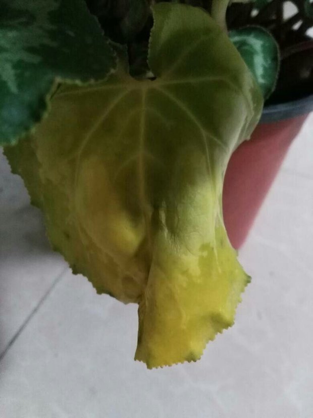 我家的仙客来叶子发黄,还蔫,这两天有点严重了,水我也是4天左右一浇