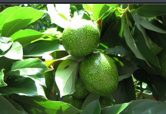 牛油果怎么种植方法