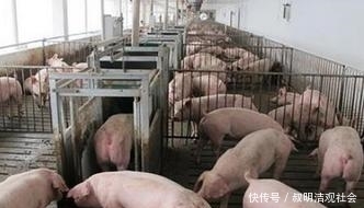 加快生猪生产恢复