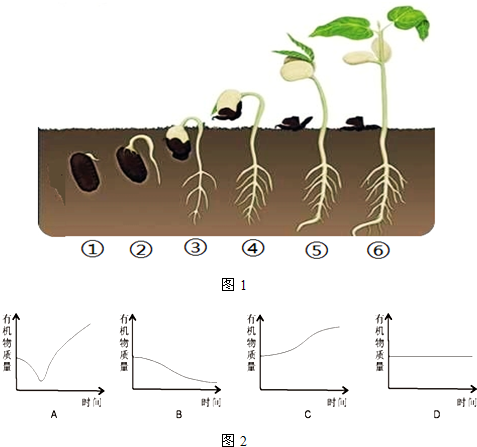 如图1所示为菜豆种子萌发的过程,请据图回答
