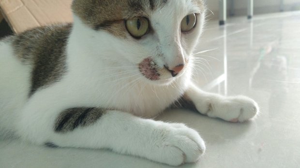 怎么办,猫咪嘴巴真菌感染,但是他不让上药,上完