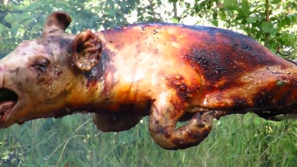 视频:荒野生存王者-阿野,制作 陷阱捕杀 野猪!整只烤着吃