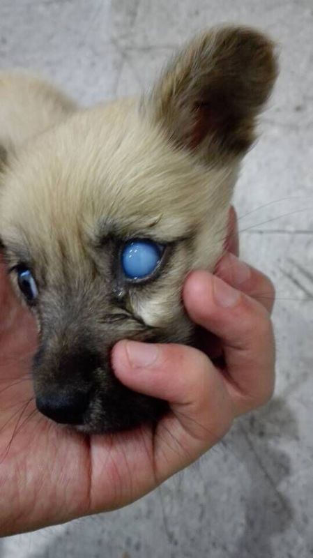 年龄很小的小狗眼睛发白是怎么回事?