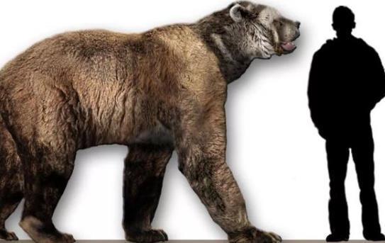 史前巨熊体型可以长多大?现在最大熊是有多大呢?