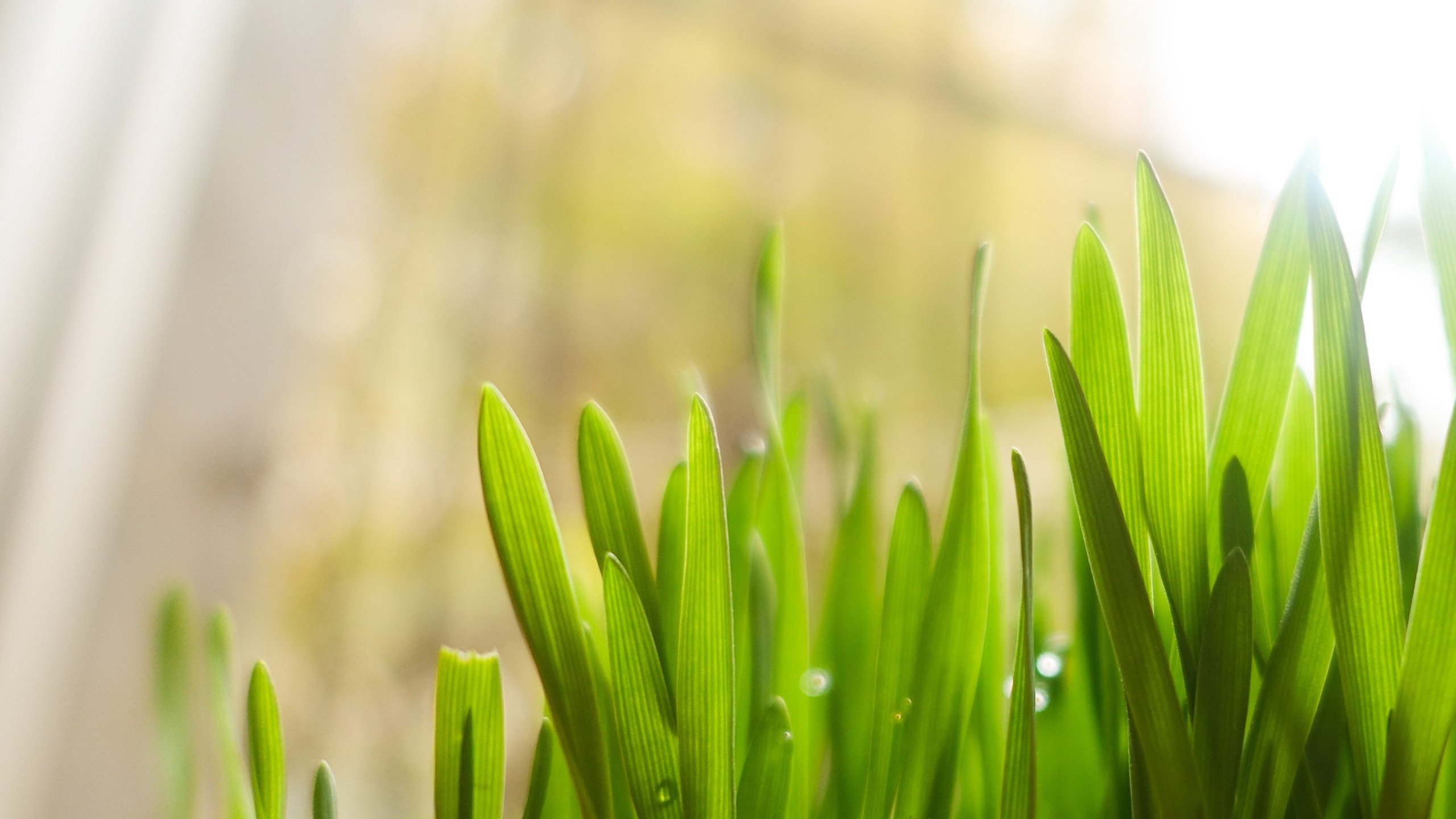 植物绿叶嫩芽图片[图9]