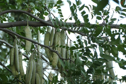 皂荚树与皂角树哪个是洗衣服?