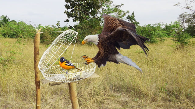 国外小哥自制 捕鹰工具,用电风扇罩子一顿操作,效果太赞了!