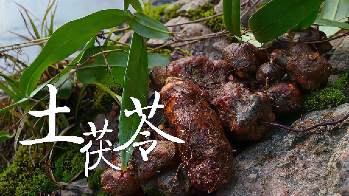 这种 b>野生土茯苓 /b>,溪边洗完直接生吃,用来煲汤很不错,你了解吗