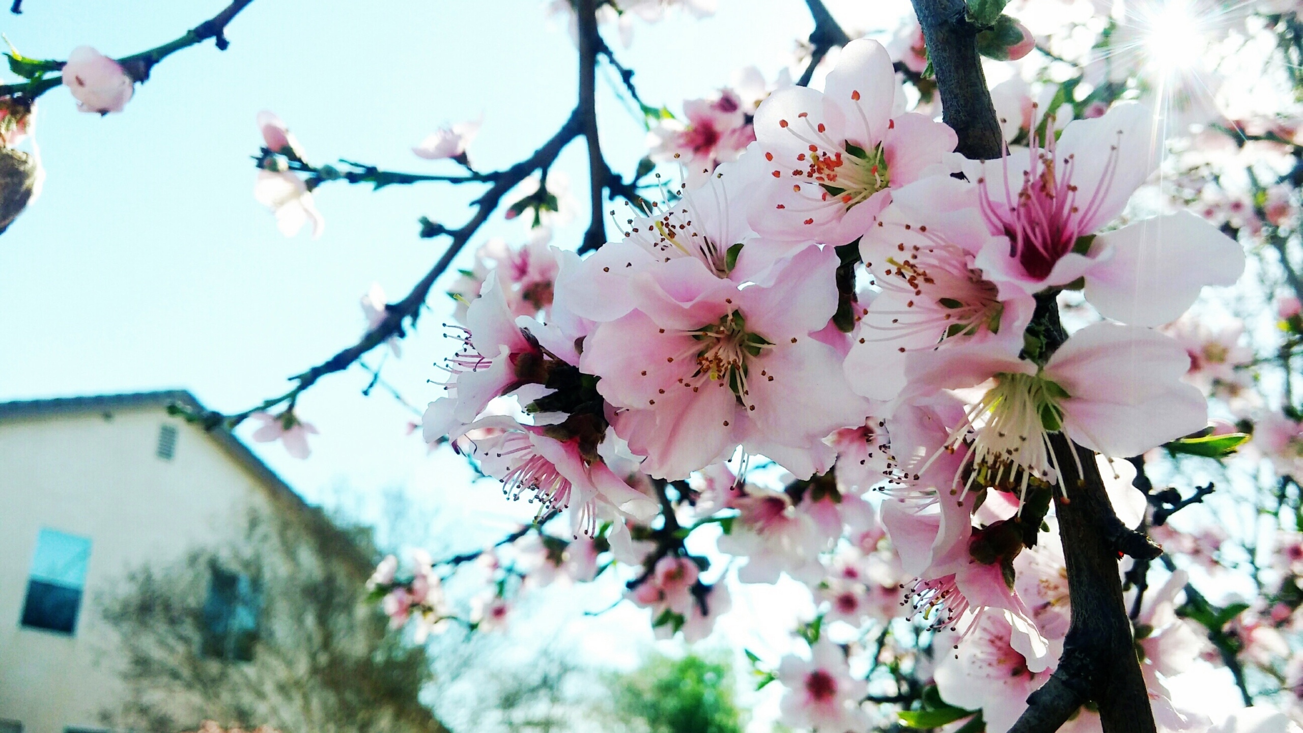 娇艳桃花花卉桌面壁纸[图2]