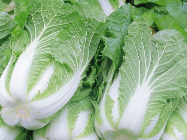 小白菜和大白菜有什么区别?