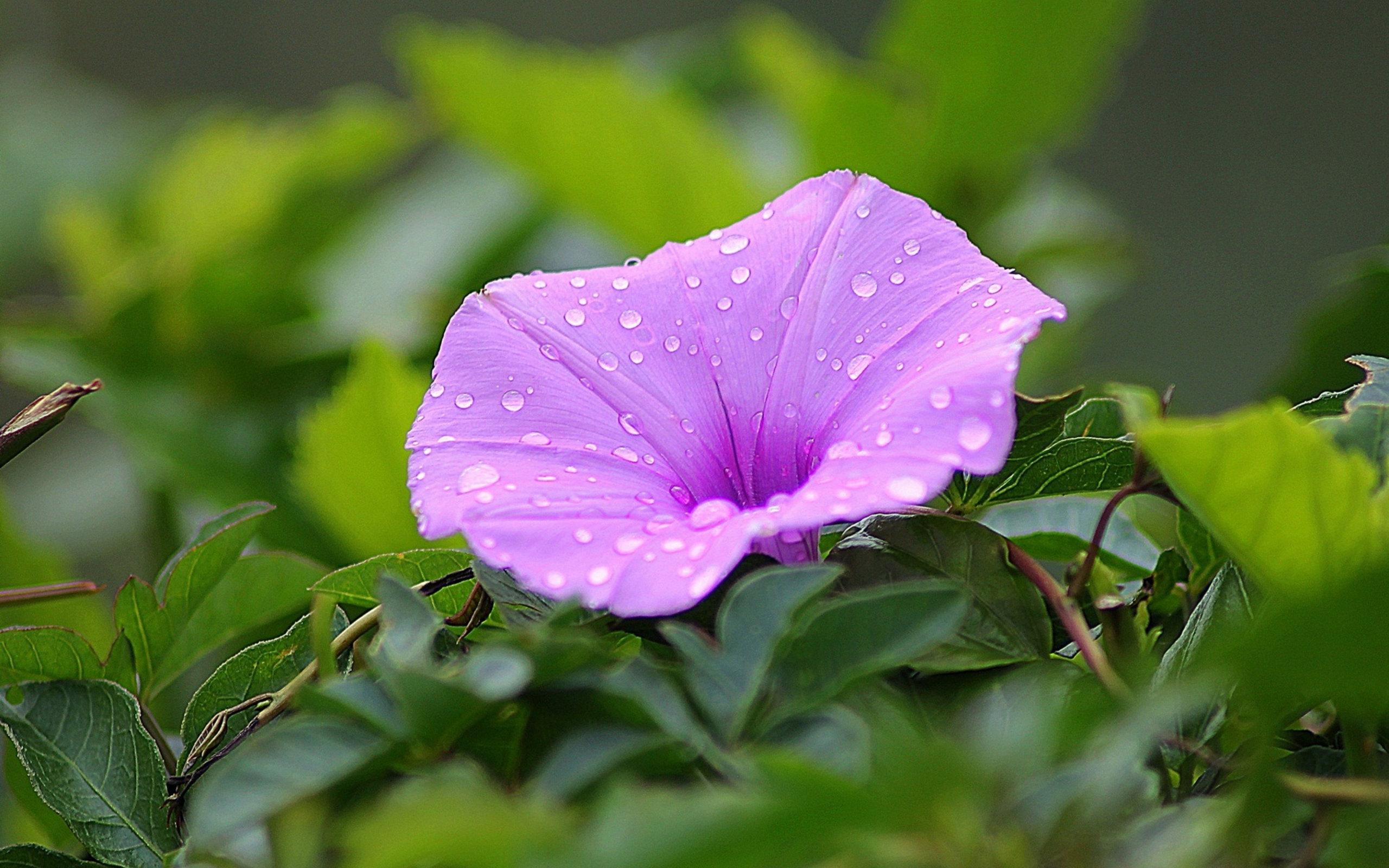 美丽的牵牛花图片大全[图2]