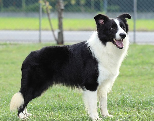 请高人帮我看看这是不是"戴孝犬"