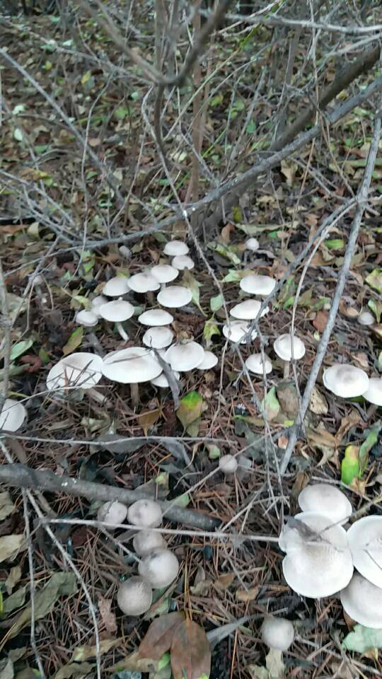 松树底下的蘑菇图片图片