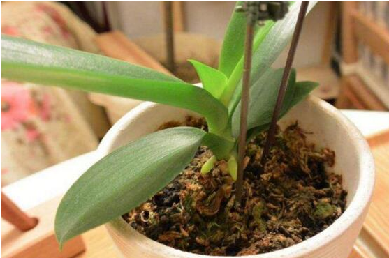 蝴蝶兰开过花剪掉花茎后还要怎么做?